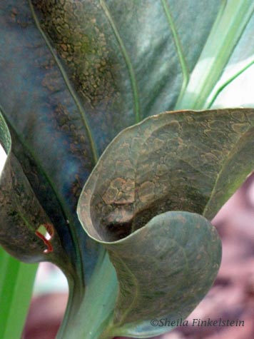 curly leaves - vertical