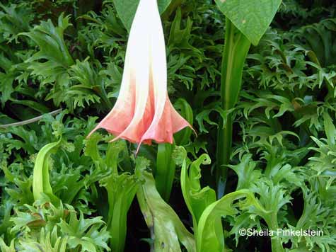 trumpet flower heralds opening fern in AOS gardens
