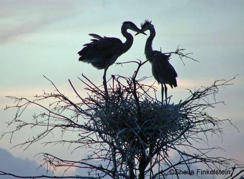 Great Blue Herons at Sunset