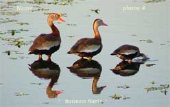 whistling duck business card