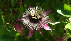 passionflower burgundy color