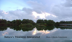 business card - Sheila Finkelstein