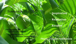 Banana Sky DVD business card