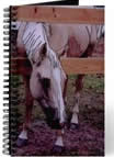 palomino horse journal