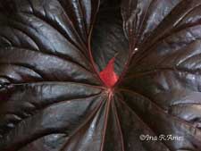anthurium leaf photo by Ina Ames