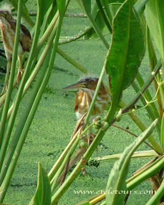 least bittern in Wakodahatchee Wetlands
