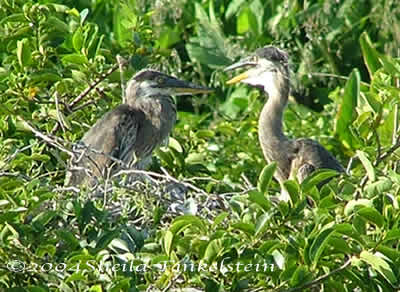 great blue herons in Wakodahatchee