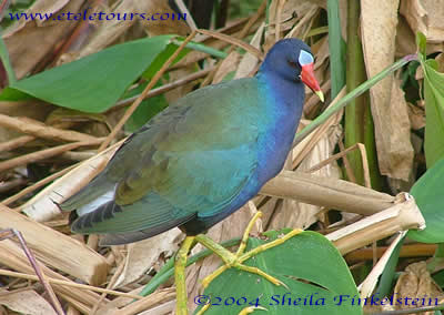 Mature Purple Gallinale in Wakodahatchee Wetlands
