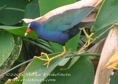 Mature Purple Gallinale in Wakodahatchee Wetlands