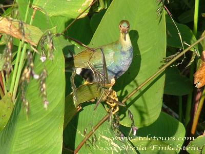Immature Purple Gallinale in Wakodahatchee Wetlands