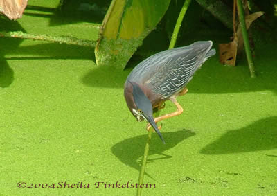 little green heron in Wakodahatchee