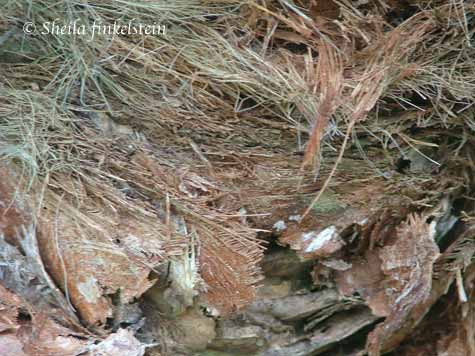 palm tree bark and fringes