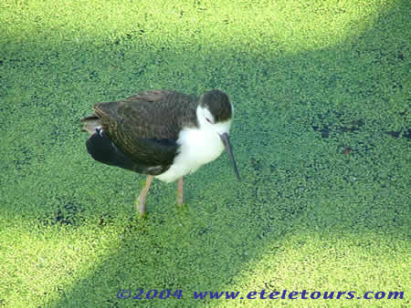stilt in Wakodahatchee Wetlands
