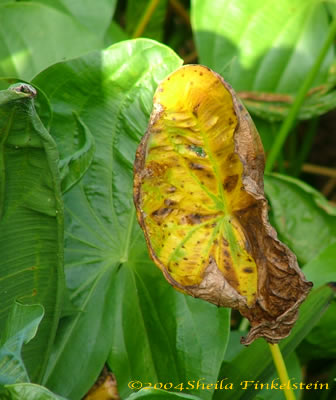 Wakodahatchee fireflag leaf