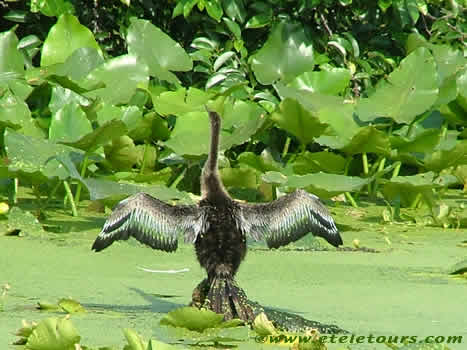anhinga in Wakodahatchee Wetlands