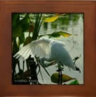 coconuts and palm trees in Hollywood and Lake Worth, Florida