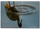 little blue heron reflection