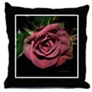 Castera rose on a pillow