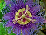 passion flower in gift shop