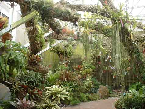 Orchid room in Fairchild Tropical Botanic Garden