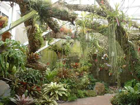 Orchid Room in Fairchild Botanical Garden