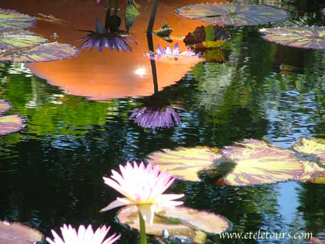 water lilies and reflection in the Amazonica Tropical Pool at Fairchild Gardens