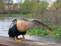 anhinga - wonder and awe