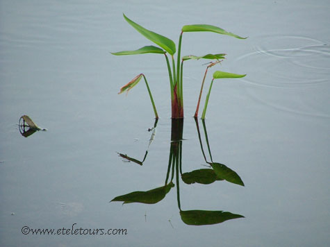 young fireflag plant in Wakodahatchee Wetlands