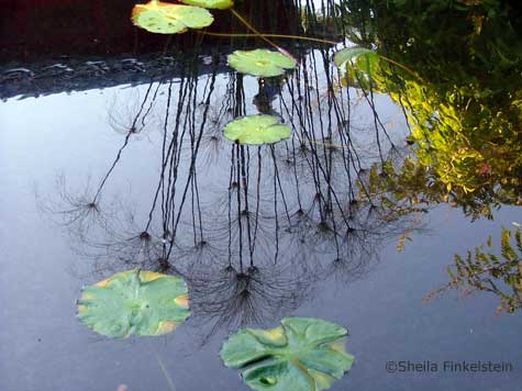  reflections in pool at Four Seasons Garden