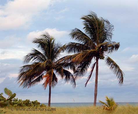 palm coconut trees on the beach in Hollywood, FL