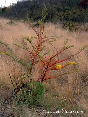 Laurence Harbor colored weeds