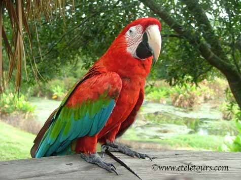 Macaw on boardwalk, visiting in Wakodahatchee Wetlands