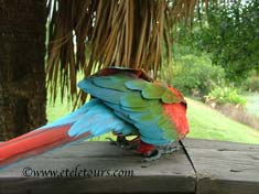 macaw at Wakodahatchee