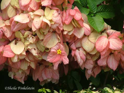 pink leaves not fixed, from bush in Boynton Beach, FL