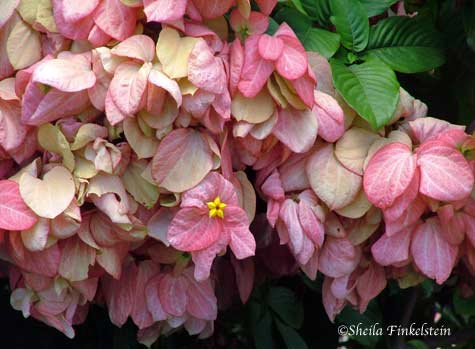 pink leaves