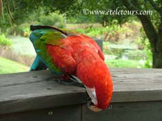 Poof the Macaw at Wakodahahtchee Wetlands