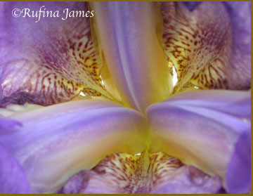 irises photo by Rufina James
