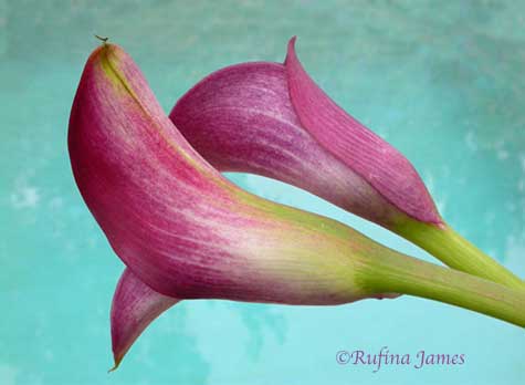 lilies photo by Rufina