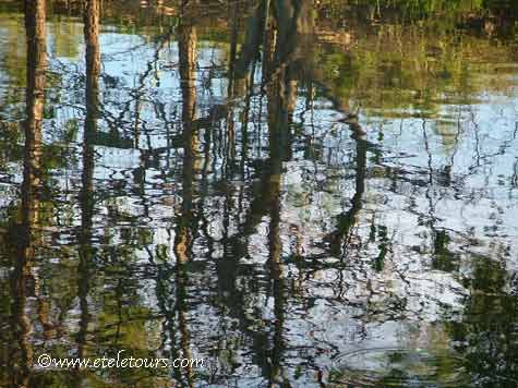 Wakodahatchee Reflections