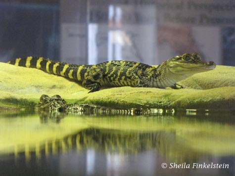 Baby alligator on rock in Aquarium at Green Cay Nature Senter