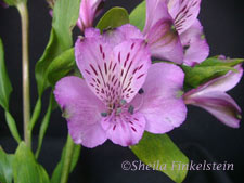 lavendar alstromeria