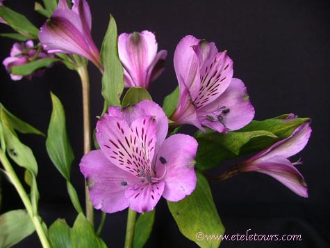 purple alstromeria