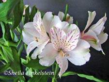 white alstromeria