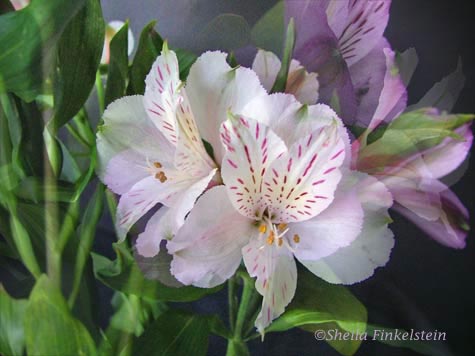 white and purple alstormeria blended in Photoshop Elements