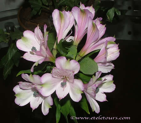 purple tipped white alstromeria