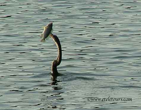anhinga in Wakodahatchee Wetlands with fish in his mouth