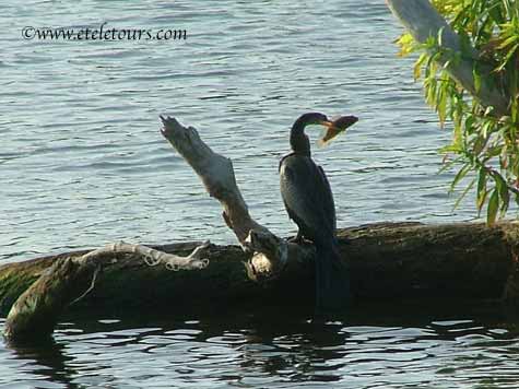 anhinga and fish in Wakodahatchee Wetlands