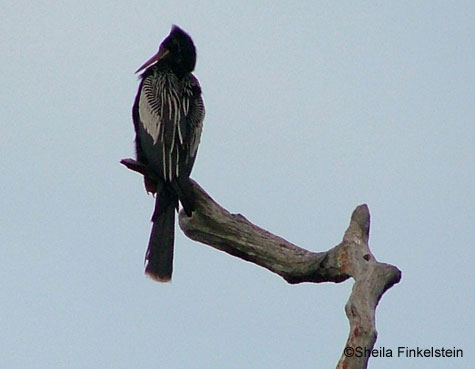 anhinga out on a lime