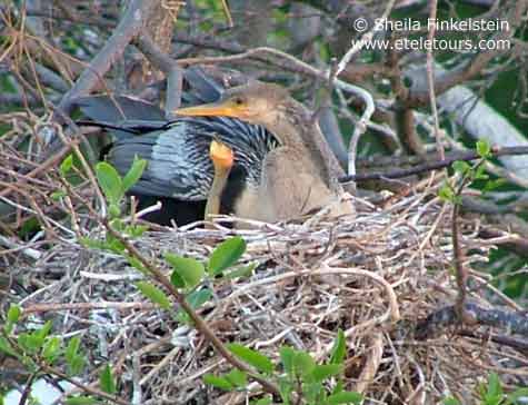 anhinga baby reaching up to mom in Wakodahatchee Wetlands