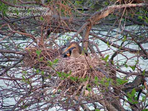 anhinga baby in nest at Wakodahatchee